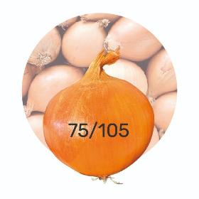 Onions 75/105