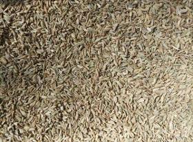 Natural Dry Fennel seed / Fruit