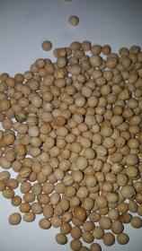 Premium Quality And Hot Selling Dry Pigeon Peas