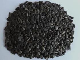 Black sunflower seeds for human consumption