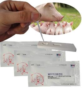 pig/sow test pregnancy test paper by urine,milk, blood
