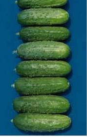 Cucumbers for Canning