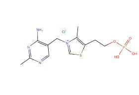 Thiamine monophosphate