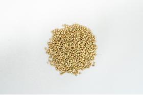 SPROUTED BUCKWHEAT 