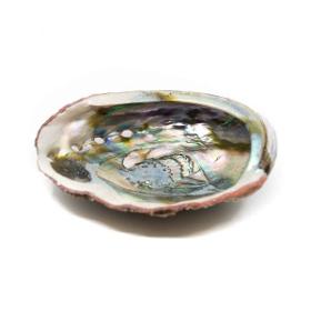 Abalone Shell – Large – 90 to 100 mm
