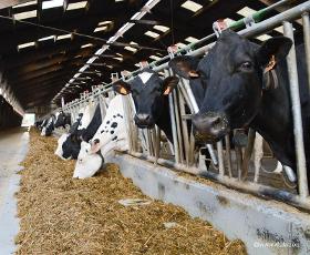 Dairy cattle nutrition