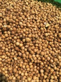 Whole coriander seeds