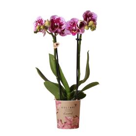 Hummingbird Orchids | Pink purple phalaenopsis orchid - El Salvador - pot size