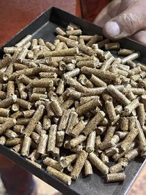 Biomass pine wood pellet