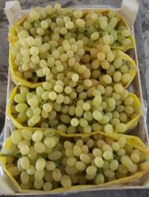 seedles grapes