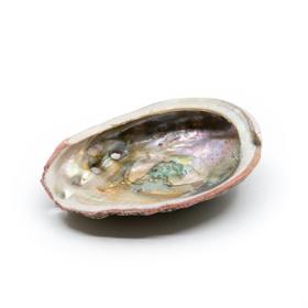 Abalone Shell – Medium – 70 to 90 mm