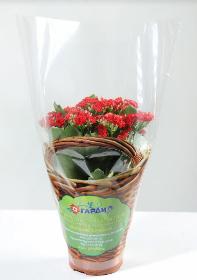 Cone bags for flowers with colour print and transparency