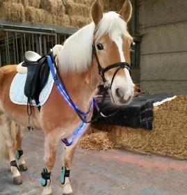 High bright led retractable horse harness with battery