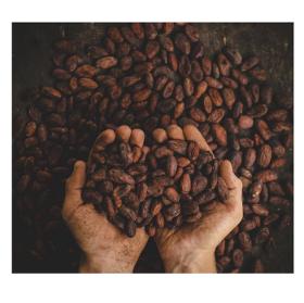 Sun Dried Raw Cocoa Beans | Cocoa Beans Suppliers