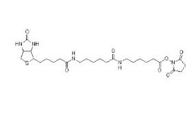 Biotin-(AC5)2-OSU