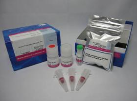 Alkaline Phosphatase Labeling Kit-NH2