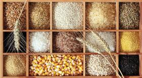 Grain & Cereals from Brazil