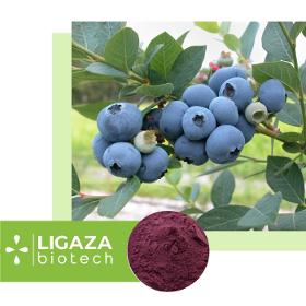 blueberries (Vaccínium myrtíllus)