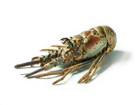 Raw whole lobster