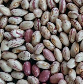 Borlotti kidney beans 