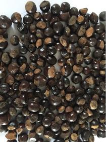 Guarana Seeds