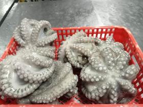 Octopus Flower 