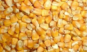 Corn grain