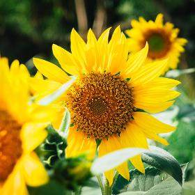 Improve Overall Health With Pure Sunflower Lecithin