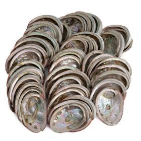 Abalone Shells from Chile – 50 to 100 mm- 1 KG (approx. 40 ~ 50 Shells)