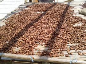 Cocoa beans, green coffee, cashew nuts