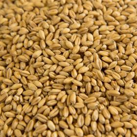 Wheat grain, grade 2