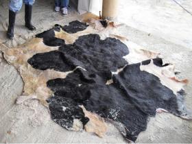 Wet Salted and Dried Salted Cow Hides For Sale