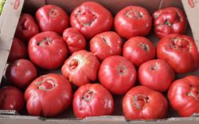 Organic tomato 