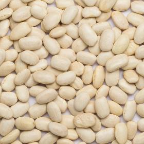 Beans white large org FT IBD
