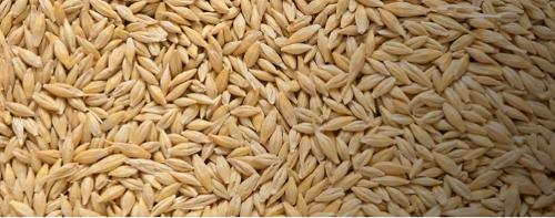 Grains Wheat Corn Oilseeds Barley Sorghum