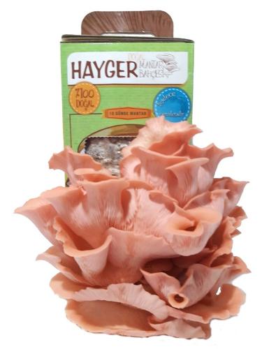 Pink Oyster Mushroom Grow Kit, Beginner Mushroom Grow Kit