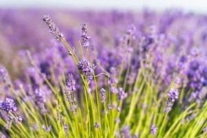 Organic Lavender essential oil