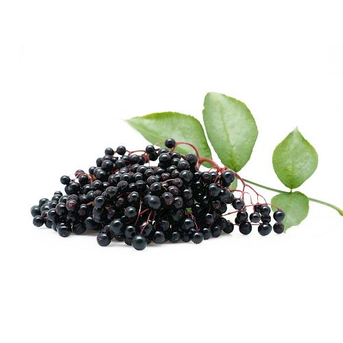 Elderberry extract and powder