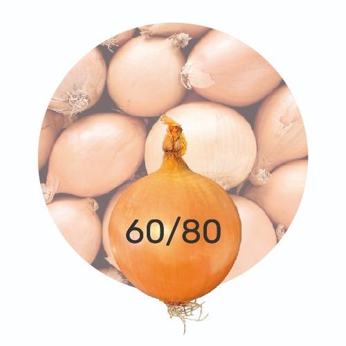 Onions 60/80