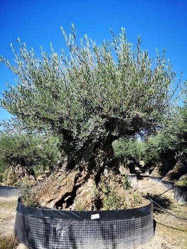 Centenary Olive Tree