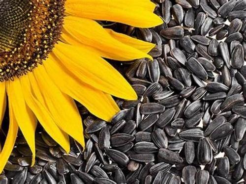 dakota sunflower seed seeds with good taste sunflower seeds