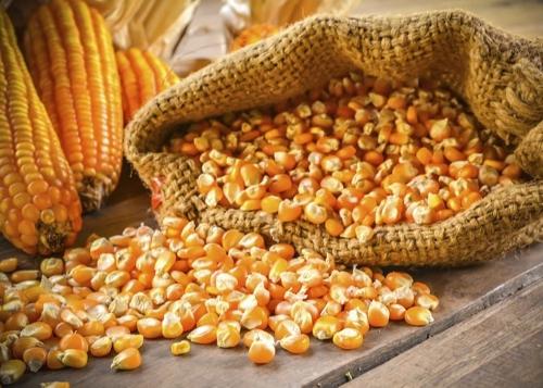 Wholesale Yellow Corn Kernel for Sale