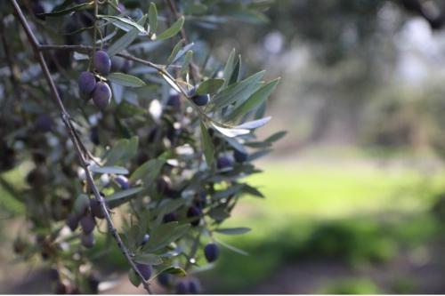 Greek conventional olive oil