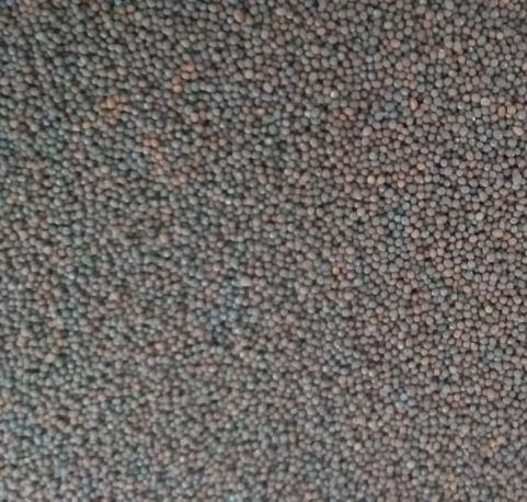 Brown mustard seeds 99,9% purity (Sortex cleaned)