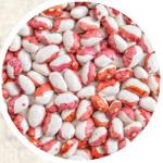 Red Calypso Beans