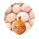 Onions 50/70