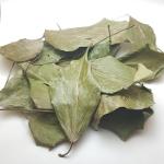Ivy Leaves - Hedera Helix