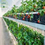 Hydroponic Strawberry Greenhouse