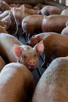 Nutrition for pig rearing