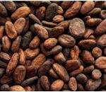 Bolivia El Ceibo Cacao Cocoa Beans